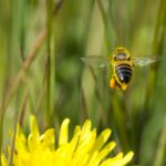Honingbijen met stuifmeel
