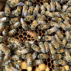 Buckfast koningin bijen