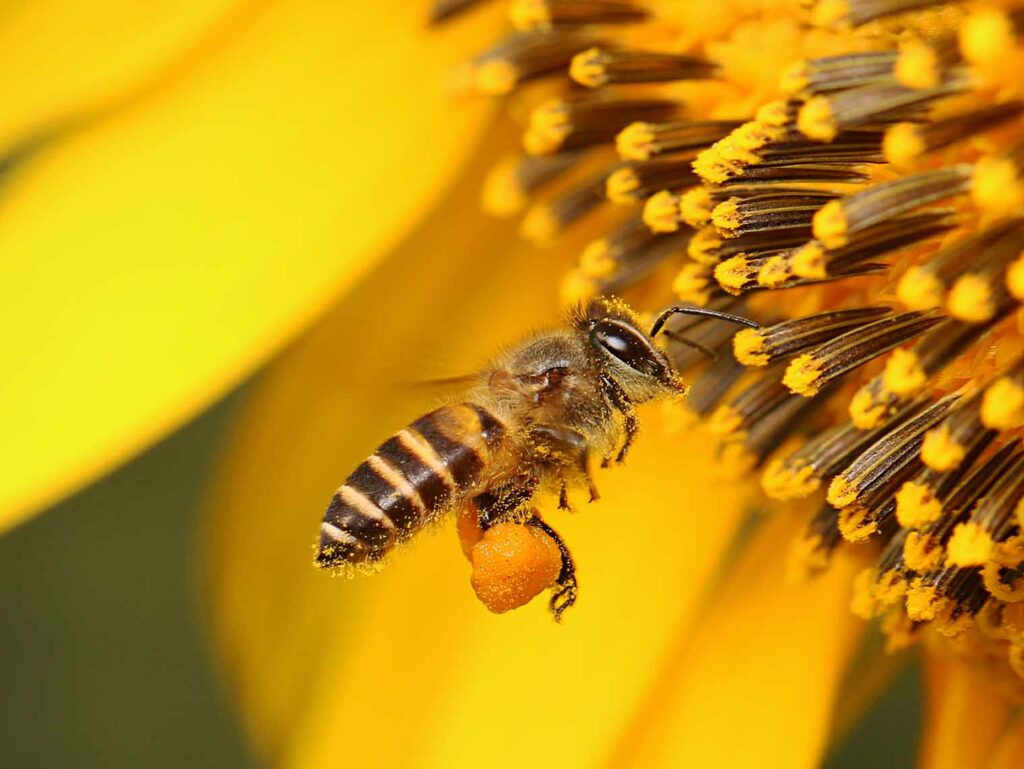 Hoe verzamelen bijen stuifmeel?