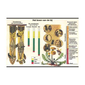 Poster: Het leven van de honing bij - 62 x 85 cm