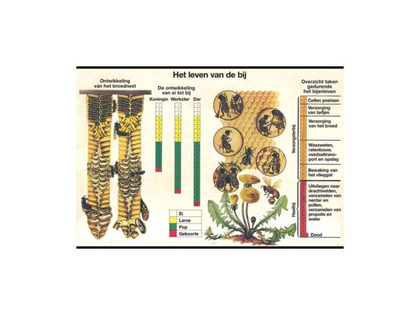 Poster: Het leven van de honing bij - 62 x 85 cm
